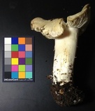Tricholoma vernaticum image