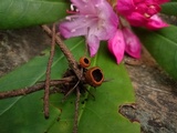 Plectania melastoma image