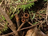 Plectania melastoma image