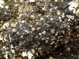 Psora decipiens image