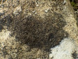 Verrucaria nigrescens f. nigrescens image