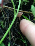 Contumyces rosellus image