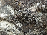 Toninia aromatica image