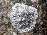 Aspicilia radiosa image
