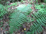 Humidicutis marginata var. concolor image