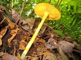 Humidicutis marginata var. concolor image