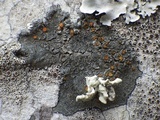 Caloplaca cerina image