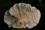 Byssomerulius incarnatus image