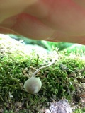 Mycena amicta image
