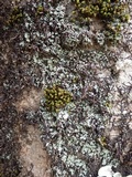 Normandina pulchella image