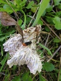 Peltigera membranacea image