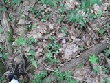Cortinarius iodes image