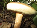 Xanthoconium affine image