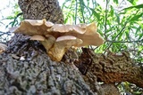 Pleurotus australis image