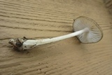 Hymenopellis furfuracea image