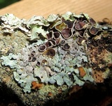 Hypotrachyna livida image