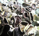 Hypotrachyna livida image
