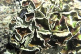 Hypotrachyna livida image