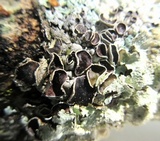 Hypotrachyna livida image