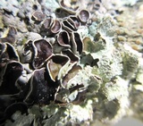 Hypotrachyna livida image