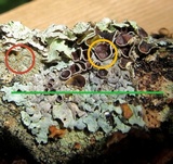 Hypotrachyna livida image