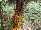 Gymnosporangium virginianum image