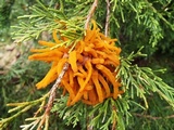 Gymnosporangium virginianum image