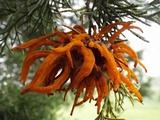 Gymnosporangium virginianum image