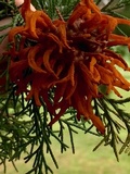 Gymnosporangium virginianum image