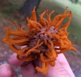 Gymnosporangium virginianum image