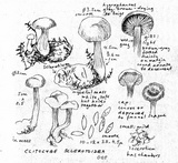 Clitocybe sclerotoidea image