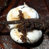 Redeckera fulvum image