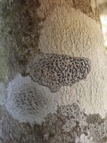 Pertusaria heterochroa image