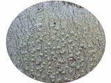 Pertusaria heterochroa image