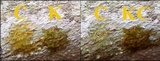 Pertusaria heterochroa image