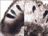 Buellia chloroleuca image