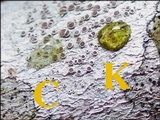 Lecanora chlarotera image