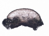 Lecanora chlarotera image