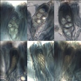 Lecanora chlarotera image