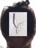 Sphinctrina tubiformis image