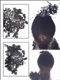Sphinctrina tubiformis image