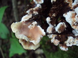 Abortiporus biennis image