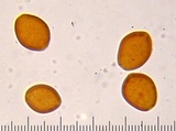Crassisporium funariophilum image