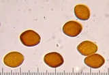 Crassisporium funariophilum image