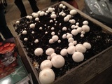 Agaricus bisporus image