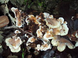 Abortiporus biennis image