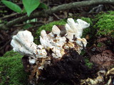 Abortiporus biennis image