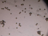 Bovista pila image