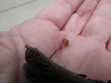 Rhizomarasmius pyrrhocephalus image