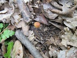 Rhizomarasmius pyrrhocephalus image